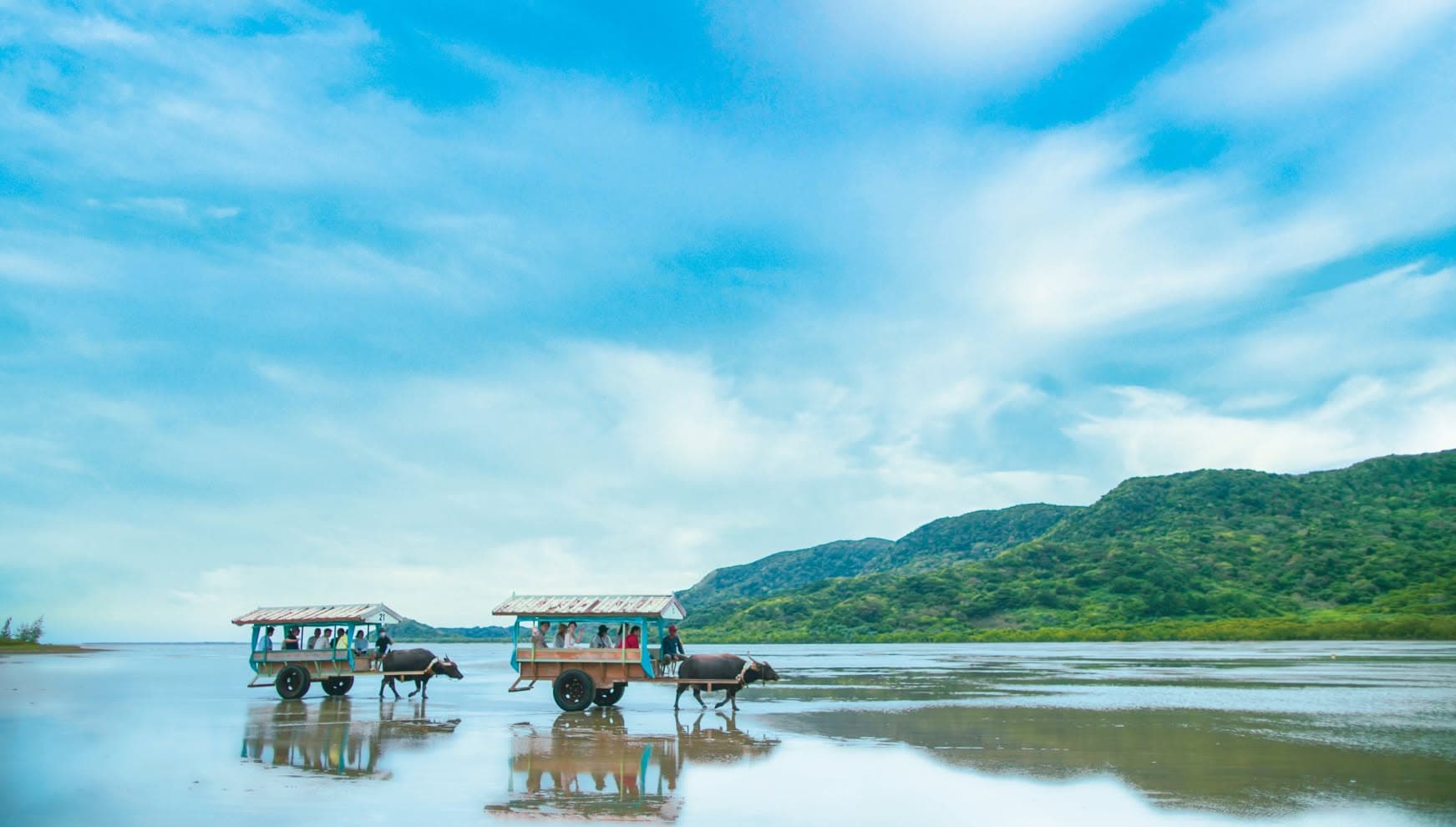 沖縄県・西表島の浅瀬をゆっくりと進む伝統的な水牛車。広大な空と鏡のように静かな海を背景に、由布島へと向かうのどかな風景。沖縄の原風景の中でのフォトウエディングや、旅行を兼ねた撮影の魅力を伝える情緒的な一枚。