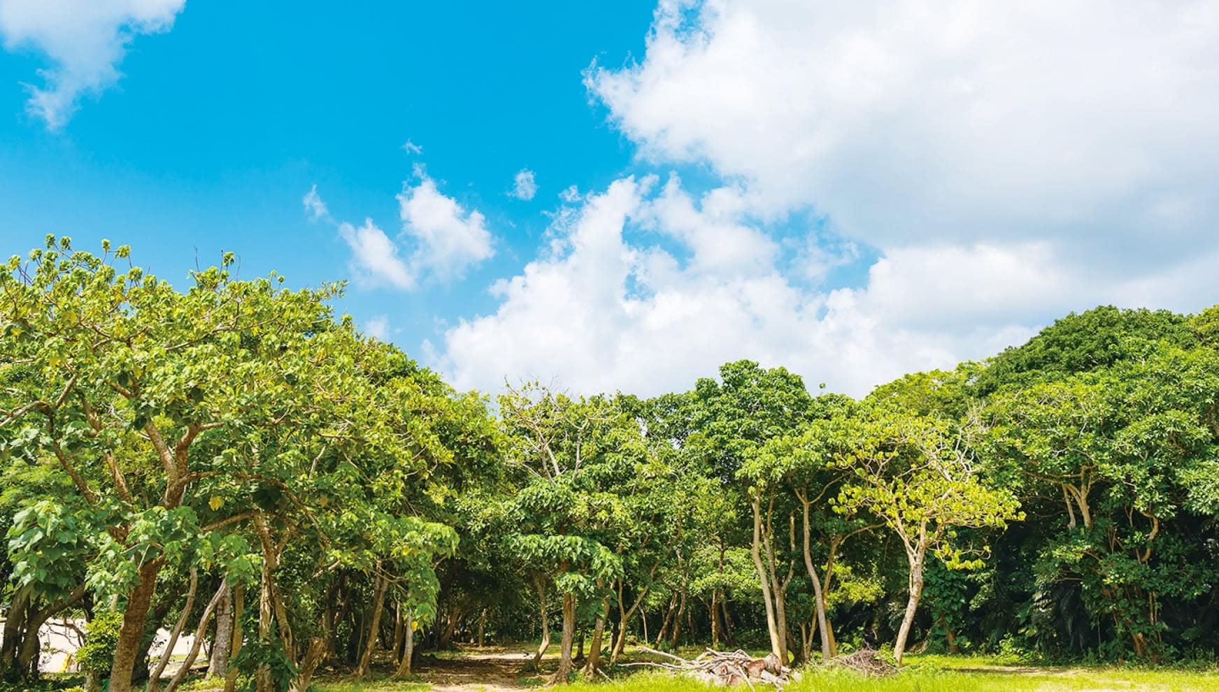石垣島の「裏川平ビーチ」の入り口に広がる、力強く生い茂る亜熱帯の原生林。鮮やかな緑の葉を広げる木々と、その隙間から覗く真っ青な空と白い雲が、手付かずの自然が残る秘境のような雰囲気を醸し出す美しい景観。