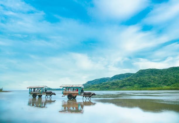 石垣島近隣の離島にて、穏やかな浅瀬を渡る伝統的な「水牛車」の風景。鏡のように空を映し出す水面と、背後に広がる八重山諸島の豊かな山並みが美しく、旅の情景を象徴する一枚。