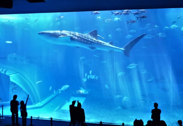 沖縄本島の美ら海水族館にある巨大水槽「黒潮の海」を泳ぐジンベエザメ。光が差し込む青く澄んだ水の中、悠々と泳ぐ魚たちのシルエットを眺める観客の様子を捉えた、沖縄観光の魅力を伝えるフォトジェニックな一枚。